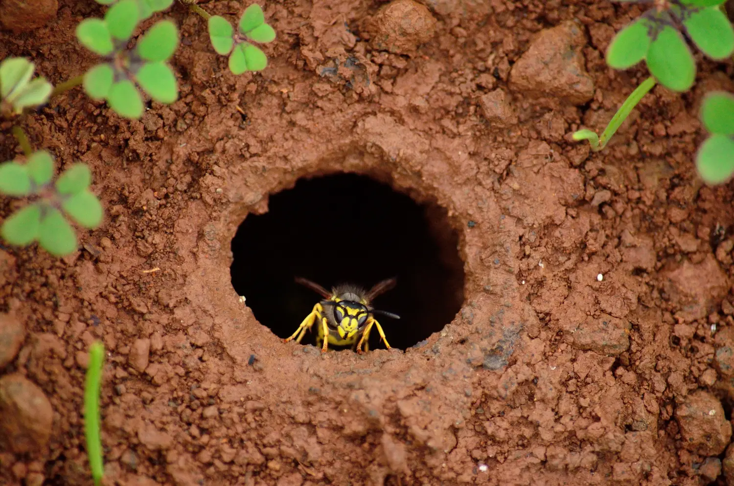 Unterirdisches Wespennest, von oben gesehen, Vespula germanica