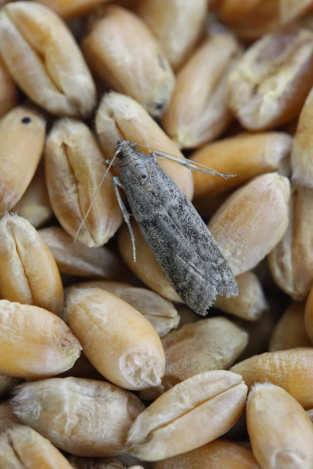 Detaillierte Nahaufnahme der kleinen Tabakmotte Ephestia elutella – ein häufiger Nahrungsmittelschädling. Farbform mit grauen Flügeln. Eine Motte auf einem Weizenkorn.