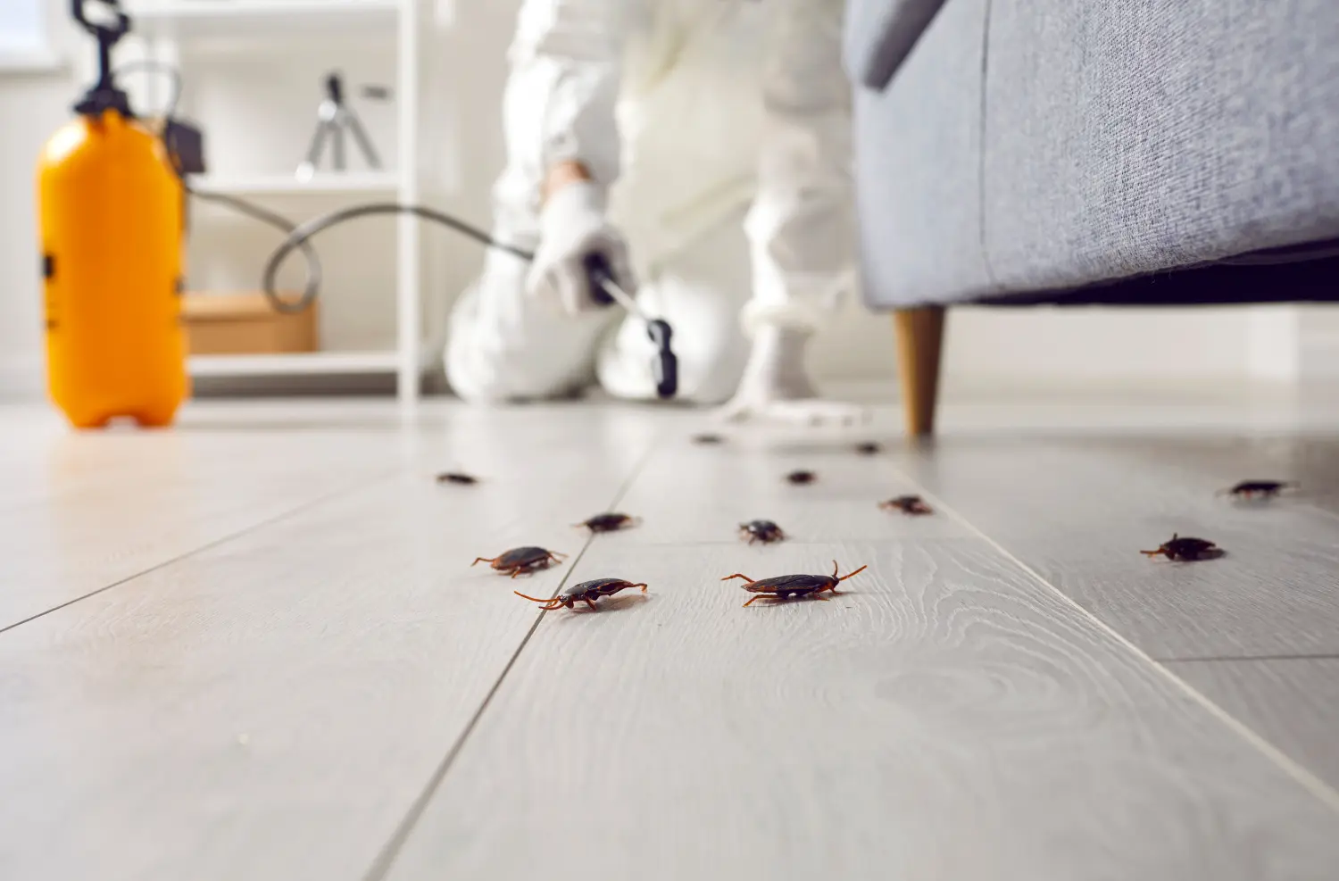 Schädlingsbekämpfung zur Vernichtung von Kakerlaken im Haus. Professioneller Kammerjäger im Schutzanzug sprüht Insektizid aus gelber Sprühflasche über Kakerlaken, die zu Hause auf dem Boden unter dem Sofa krabbeln